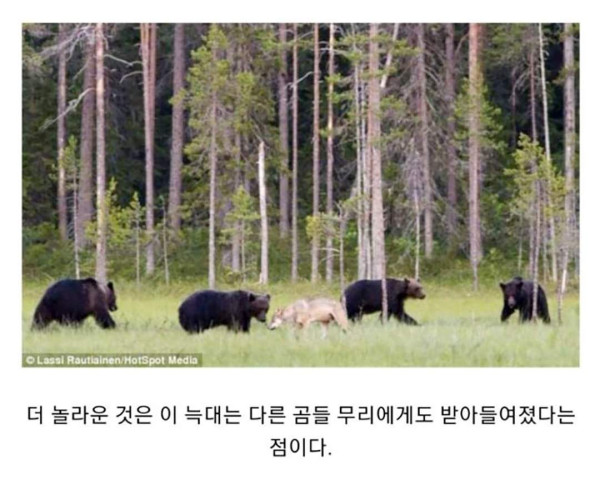 마법같은 곰과 늑대의 우정