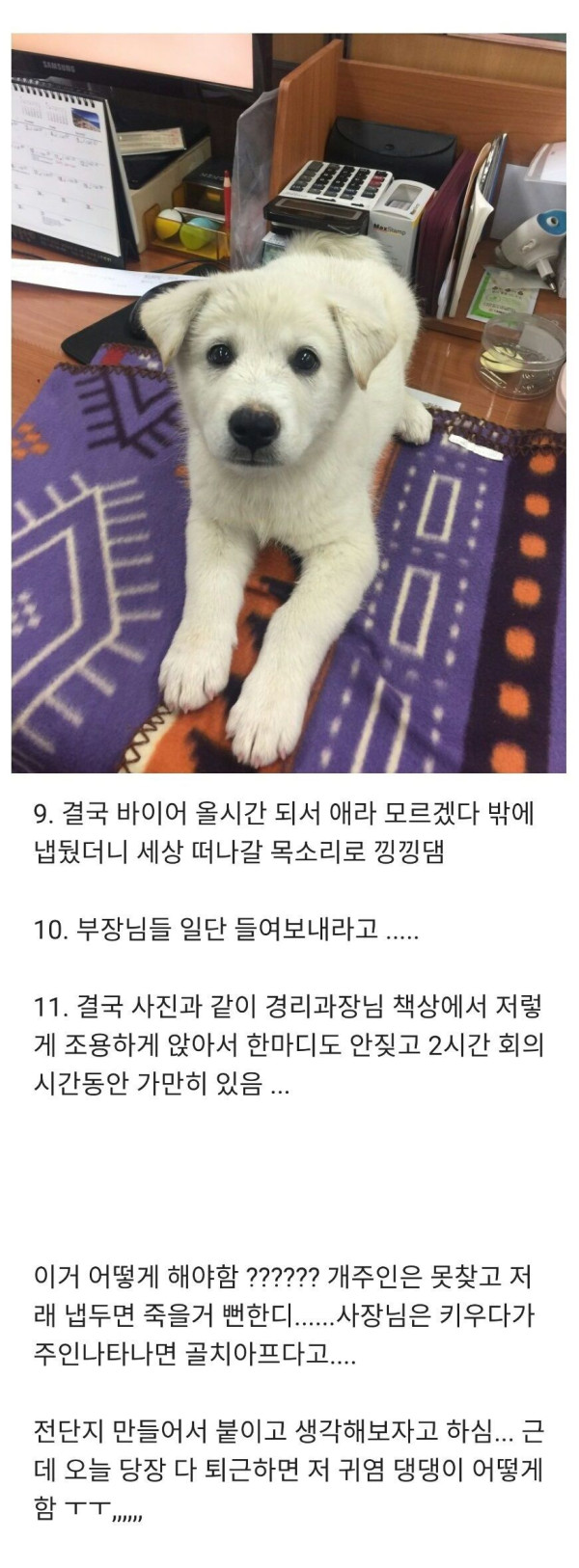 길에서 만난 댕댕이가 회사까지 따라옴