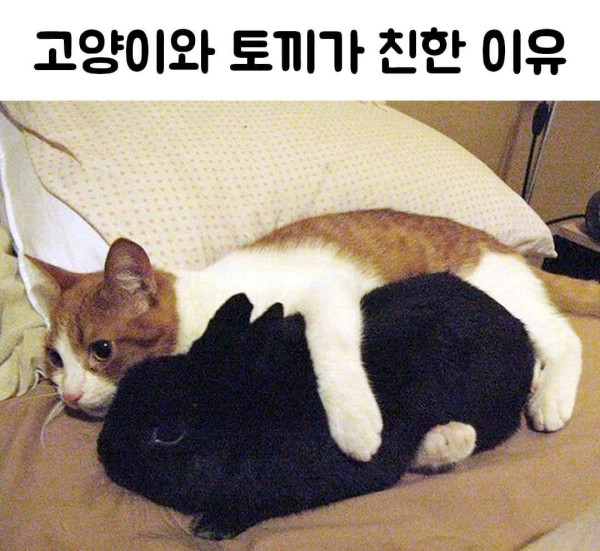 고양이와 토끼가 친한 이유