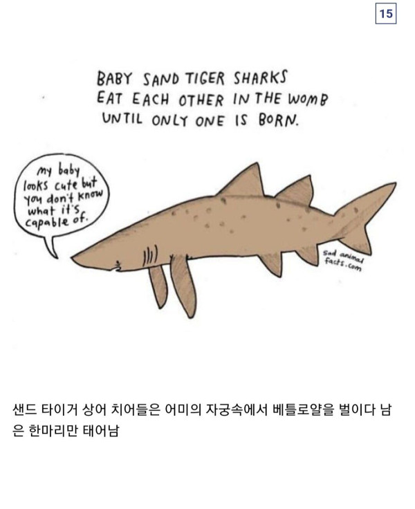 잘 보면 나랑 똑 닮은, 동물의 비밀