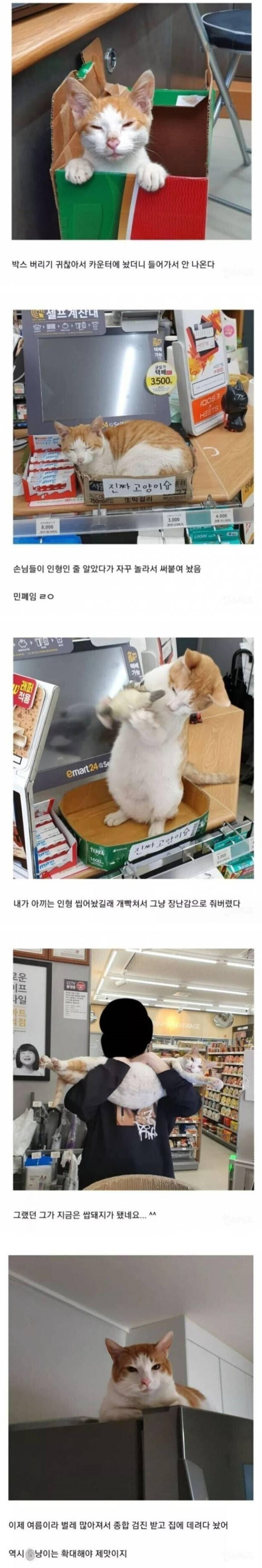 민폐의 길냥이.